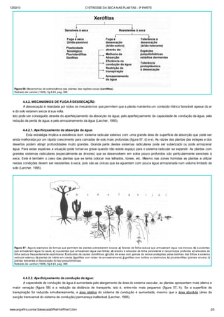 12/02/13 O STRESSE DA SECA NAS PLANTAS - 3ª PARTE
www.angelfire.com/ar3/alexcosta0/RelHid/Rhw13.htm 2/5
Figura 56: Mecanismos de sobrevivência das plantas das regiões secas (xerófitas).
Retirado de Larcher (1995), fig.6.63, pag. 388
4.4.2. MECANISMOS DE FUGAÀDESSECAÇÃO:
A dessecação é retardada por todos os mecanismos que permitem que a planta mantenha um conteúdo hídrico favorável apesar do ar
e do solo estarem secos à sua volta.
Isto pode ser conseguido através do aperfeiçoamento da absorção da água; pelo aperfeiçoamento da capacidade de condução da água; pela
redução da perda de água; e pelo armazenamento da água (Larcher, 1995).
4.4.2.1. Aperfeiçoamento da absorção da água:
Esta estratégia implica a existência dum sistema radicular extenso com uma grande área de superfície de absorção que pode ser
ainda melhorada por um rápido crescimento para camadas de solo mais profundas (figura 57, d) e e). As raízes das plantas das estepes e dos
desertos podem atingir profundidades muito grandes. Grande parte destes sistemas radiculares pode ser suberizado ou pode armazenar
água. Para estas espécies a situação pode tornar-se grave quando não existe espaço para o sistema radicular se expandir. As plantas com
grandes sistemas radiculares (especialmente as árvores) que se desenvolvem em solos pouco profundos são particularmente sensíveis à
seca. Este é também o caso das plantas que se tenta colocar nos telhados, túneis, etc. Mesmo nas zonas húmidas as plantas a utilizar
nestas condições devem ser resistentes à seca, pois são as únicas que se aguentam com pouca água armazenada num volume limitado de
solo (Larcher, 1995).
Figura 57: Alguns exemplos de formas que permitem às plantas sobreviverem à seca. a) Árvores de folha caduca que armazenam água nos troncos; b) suculentas
que armazenam água no caule; c) suculentas que armazenam água nas folhas; d) árvores e arbustos de folha persistente e raiz principal profunda; e) arbustos de
folha caduca frequentemente espinhosos; f) arbustos de caules clorofilinos; g) tufos de ervas com gemas de renovo protegidas pelas baínhas das folhas e sistema
radicular extenso; h) plantas de hábito em roseta; i)geófitas com raízes de armazenamento; j) geófitas com bolbos ou tubérculos; k) pluvioterófitas (plantas anuais); l)
plantas tolerantes à dessecação do tipo poiquilohídricas.
Retirado de Larcher (1995), fig.6.64, pag. 389
4.4.2.2. Aperfeiçoamento da condução da água:
A capacidade de condução da água é aumentada pelo alargamento da área do sistema vascular, as plantas apresentam mais xilema e
maior venação (figura 58) e a redução da distância de transporte, isto é, entre-nós mais pequenos (figura 57, h). Se a superfície de
transpiração for reduzida simultaneamente, a área relativa do sistema de condução é aumentada, mesmo que a área absoluta (área da
secção transversal do sistema de condução) permaneça inalterável (Larcher, 1995).
 