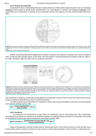 12/02/13 O STRESSE DA SECA NAS PLANTAS - 3ª PARTE
www.angelfire.com/ar3/alexcosta0/RelHid/Rhw13.htm 3/5
4.4.2.3. Redução da transpiração:
A capacidade de reduzir a transpiração permite que as plantas tenham uma melhor gestão da água disponível no solo. Uma adaptação
modulativa acontece quando as plantas fecham atempadamente, mas reversívelmente os estomas. Uma adaptação modificativa ocorre
quando folhas que se desenvolvem em períodos de seca apresentam estomas mais pequenos mas mais numerosos (figura 58)(Larcher,
1995).
Figura 58: Densidade estomática e venação de folhas de feijoeiro (Phaseolus vulgaris) desenvolvido com boa disponobilidade em água (parte superior), ou com falta
de água (parte inferior). Este tipo de alterações morfológicas podem ocorrer devido a um aumento de ácido abscísico (ABA) endógeno, ou a aplicação exógena de
ABA.
Retirado de Larcher (1995), fig.6.65, pag. 390
As folhas das plantas genéticamente adaptadas têm as paredes da epiderme mais fortemente cutinizadas e com maiores camadas de
ceras. Os estomas estão presentes apenas na face inferior, são mais pequenos e estão frequentemente escondidos por baixo de pêlos ou
em criptas estomáticas (figura 59). Deste modo o ar à volta dos estomas fica
Figura 59: Exemplos de estruturas foliares de plantas xerófitas. a) Secção transversal da folha de aloendro (Nerium oleander) com uma hipoderme muito espessada
e parênquima clorofilino em palissada (a cinzento); podemos ver os estomas dentro de criptas estomáticas que os protegem do efeito do vento. b) folha de uma
Asteraceae californiana (Hemizonia luzulifolia ssp. rudis), que armazena água numa substância intercelular de natureza pectínica (a cinzento); c) folha cilíndrica de
Zygophyllum simplex, uma planta suculenta do deserto do Norte de Africa, com clorênquima externo (a cinzento) que rodeia um tecido armazenador de água
(hidrênquima) muito extenso e situado no centro do orgão.
Retirado de Larcher (1995), fig. 6.66, pag. 391
mais humedecido e a resistência causada pela camada adjacente (“boundary layer”) aumenta. Outra forma de reduzir eficazmente as perdas
de água é enrolando as folhas de forma a reduzir a superfície transpirante.
As folhas de plantas que se desenvolvem em situações de carência hídrica são mais alongadas e apresentam uma área específica
menor (Specific Leaf Area) (Larcher, 1995):
4.4.2.4. Suculência:
Os mecanismos de armazenamento de água podem ser considerados como os mais perfeitos para evitar a dessecação,
especialmente se associados com mecanismos de redução da superfície e uma elevada resistência da epiderme à transpiração. Uma medida
da capacidade de armazenar água pode ser dada pelo grau de suculência (Larcher, 1995):
A água armazenada após as últimas chuvadas pode ser suficiente para atrasar o fecho total dos estomas por várias semanas. Duma
maneira geral as plantas suculentas armazenam as suas reservas em tecidos próprios localizado no interior de folhas ou caules (figura 59 c).
 