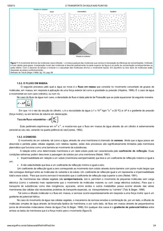 12/02/13 O TRANSPORTE DA ÁGUA NAS PLANTAS
www.angelfire.com/ar3/alexcosta0/RelHid/Rhw3.htm 2/4
Figura 7: O movimento térmico da moléculas leva à difusão – a mistura gradual das moléculas que conduz à dissipação da diferença de concentrações. A difusão
é mais rápida para gases. A separação inicial das moléculas é descrita graficamente na parte superior da figura e os perfis de concentração correspondentes na
parte inferior. Com o decorrer do tempo o misturar e o casualizar das moléculas diminui o movimento líquido. Em equilíbrio os dois tipos de moléculas estão
dispostas ao acaso (uniformemente)
Retirado de Taiz & Zeiger (1998), fig. 3.6, pag. 66
1.5.2. O FLUXO EM MASSA:
O segundo processo pelo qual a água se move é o fluxo em massa que consiste no movimento concertado de grupos de
moléculas, em massa, em resposta à aplicação de uma força exterior tal como a gravidade ou pressão (Hopkins, 1995). É o caso de água
a movimentar-se num cano (cilindro), ou num rio.
No caso do fluxo da água num cano, a densidade de fluxo é dada pela lei de Poiseuille que se pode equacionar da seguinte meneira:
Em que r é o raio da secção do cilindro; h é a viscosidade da água (@1 x 10-3
kgm-1
s-1
a 20 ºC) e DP é o gradiente de pressão
(força motriz), ou em termos de volume em deslocação:
Este parâmetro exprime-se em m3 s-1, e mostra-nos que o fluxo em massa da água através de um cilindro é extremamente
sensível ao seu raio, variando na quarta potência do raio!(Jones, 1992).
1.5.3. AOSMOSE:
O movimento de um solvente, tal como a água, através de uma membrana é chamado de osmose. Ainda que a água possa ser
absorvida e perdida pelas células vegetais com relativa rapidez, estes dois processos são significativamente limitados pela membrana
plasmática que funciona como uma barreira ao movimento de substâncias.
A relação entre uma determinada membrana e um dado soluto pode ser caracterizada pelo coeficiente de reflecção. Duas
condições extremas podem descrever a passagem de solutos por uma membrana (Nobel, 1991):
¨ Impermeabilidade em relação a um soluto (membrana semipermeável) que leva a um coeficiente de reflecção máximo e igual a
um;
¨ A não selectividade que leva a um coeficiente de reflecção mínimo e igual a zero.
Um coeficiente de reflecção igual a zero corresponde ao movimento dum soluto através duma barreira com poros muito largos que
não consegue distinguir entre as moléculas do solvente e do soluto. Um coeficiente de reflecção igual a um representa a impermeabilidade
total a esse soluto. Para que ocorra osmose é necessário que o coeficiente de reflecção seja superior a zero (Nobel, 1991).
As membranas das células vegetais são semipermeáveis, isto é, permitem o movimento de pequenas moléculas sem carga
eléctrica (como o solvente) mais rapidamente que o movimento de moléculas maiores ou com carga eléctrica (solutos). Para que o
transporte de substâncias como iões inorgânicos, açúcares, amino ácidos e outros metabolitos possa ocorrer através das várias
membranas das células são necessárias proteínas de transporte especiais, os transportadores ou “carriers” (Taiz & Zeiger, 1998).
Tal como a difusão molécular e o fluxo em massa, a osmose ocorre espontaneamente em resposta a uma força motriz que é um
gradiente de potencial hídrico.
No caso do movimento da água nas células vegetais, o mecanismo de osmose envolve a combinação de, por um lado, a difusão de
moléculas simples de água através da bicamada lipídica da membrana; e por outro lado, de fluxo em massa através de pequeníssimos
poros de dimensões moleculares cheios de água (Taiz & Zeiger, 1998). Em qualquer dos casos é o gradiente de potencial hídrico entre
ambos os lados da membrana que é a força motriz para o movimento (figura 8).
 