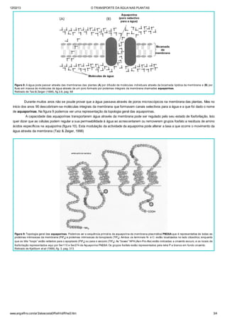 12/02/13 O TRANSPORTE DA ÁGUA NAS PLANTAS
www.angelfire.com/ar3/alexcosta0/RelHid/Rhw3.htm 3/4
Figura 8: A água pode passar através das membranas das plantas (A) por difusão de moléculas individuais através da bicamada lipídica da membrana e (B) por
fluxo em massa de moléculas de água através de um poro formado por proteínas integrais da membrana chamadas aquaporinas.
Retirado de Taiz & Zeiger (1998), fig.3.8, pag. 68
Durante muitos anos não se poude provar que a água passava através de poros microscópicos na membrana das plantas. Mas no
início dos anos 90 descobriram-se moléculas integrais da membrana que formavam canais selectivos para a água e a que foi dado o nome
de aquaporinas. Na figura 9 podemos ver uma representação da topologia geral das aquaporinas.
A capacidade das aquaporinas transportarem água através da membrana pode ser regulado pelo seu estado de fosforilação. Isto
quer dizer que as células podem regular a sua permeabilidade à água ao acrescentarem ou removerem grupos fosfato a resíduos de amino
ácidos específicos na aquaporina (figura 10). Esta modulação da actividade da aquaporina pode alterar a taxa a que ocorre o movimento da
água através da membrana (Taiz & Zeiger, 1998)
Figura 9: Topologia geral das aquaporinas. Podemos ver a sequência primária da aquaporina da membrana plasmática PM28A que é representativa de todas as
proteínas intrinsecas da membrana (PIPs) e proteínas intrinsecas do tonoplasto (TIPs). Ambos os terminais N- e C- estão localizados no lado citosólico, enquanto
que os três “loops” estão voltados para o apoplasto (PIPs) ou para o vacúolo (TIPs). As “boxes” NPA (Asn-Pro-Ala) estão indicadas a cinzento escuro, e os locais de
fosforilação representados aqui por Ser115 e Ser274 da Aquaporina PM28A. Os grupos fosfato estão representados pela letra P a branco em fundo cinzento.
Retirado de Kjellbom et al (1999), fig. 3, pag. 313
 