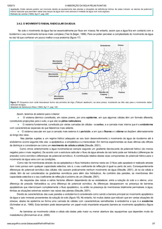 12/02/13 A ABSORÇÃO DA ÁGUA PELAS PLANTAS
www.angelfire.com/ar3/alexcosta0/RelHid/Rhw5.htm 3/7
vegetação. Estes valores podem ser menores devido ao ajustamento das plantas a situações de deficiência hídrica. As setas indicam os valores de potencial
hídrico radicular que permitem retirar dois terços da água dum solo arenoso e metade da água num solo argiloso.
Retirado de Larcher (1995), fig.4.7, pag. 226
2.4.2. O MOVIMENTO RADIAL RADICULAR DAÁGUA:
No solo o movimento da água faz-se essencialmente por fluxo em massa. No entanto, assim que a água fica em contacto com a
rizoderme o seu movimento torna-se mais complexo (Taiz & Zeiger, 1998). Para se poder perceber a complexidade do movimento da água
na raiz há que conhecer um pouco melhor a sua anatomia (figura 17)
Figura 17: Esquema dum corte transversal duma raiz primária de trigo (Triticum aestivum), na zona pilosa, mostrando as três vias para o movimento radial
radicular da água.
Adaptado de Salisbury e Ross (1992), fig.7.7, pag. 140
Assim, teremos do exterior para o interior:
¨ O sistema dérmico constituido, em raízes jovens, por uma epiderme, em que algumas células têm um formato diferente,
constituindo projecções para o solo, e que são os pêlos radiculares;
¨ O sistema fundamental, constituido por várias camadas de células - o cortex, e a camada mais interna que é a endoderme
com características especiais de que falaremos mais adiante.
¨ O sistema vascular em que a camada mais externa é o periciclo, e em que o floema e o xilema se dispõem alternadamente
ao longo dos raios.
Nas plantas sujeitas a um regime hídrico adequado ao seu bom desenvolvimento o movimento da água da rizoderme até à
endoderme ocorre segundo três vias: a apolplástica; a simplástica e a transcelular. Em termos experimentais as duas últimas são difíceis
de distrinçar e consideram-se como um movimento de célula a célula (Steudle, 2001).
Como vimos anteriormente a água movimenta-se sempre segundo um gradiente decrescente de potencial hídrico (do menos
negativo para o mais negativo). De acordo com a estrutura radicular o fluxo da água através da raiz tanto pode ser hidráulico (diferenças de
pressão) como osmótico (diferenças de potencial osmótico). A contribuição relativa destas duas componentes do potencial hídrico para o
movimento da água varia com as condições.
Como não há membranas através da via aploplástica o fluxo hidráulico domina nesta via. O fluxo pelo apoplasto é realizado através
dum meio poroso sem qualquer capacidade selectiva, isto é, o seu coeficiente de reflecção é igual ou perto de zero. Consequentemente
diferenças de potencial osmótico das células não causam praticamente nenhum movimento da água (Steudle, 2001). Já na via célula a
célula, têm de ser considerados os gradientes osmóticos para além dos hidráulicos. Ao contrário das paredes, as membranas têm
capacidade selectiva e o seu coeficiente de reflecção é próximo de um (Steudle, 2001).
As respostas das raízes a vários factores diferem dependendo de se estabelecer, entre a solução do solo e o xilema, uma
diferença de pressão hidrostática ou uma diferença de potencial osmótico. As diferenças desaparecem na presença de barreiras
apoplásticas que interrompem completamente o fluxo apoplástico, ou então na presença de membranas totalmente permeáveis à água.
Ambas as situações extremas existem nas raízes das plantas (Steudle, 2001).
Devido às características das suas paredes a endoderme é considerada como sendo a barreira principal ao movimento apoplástico
da água e sais minerais provenientes da solução do solo (figura 18). No entanto, há muitos dados que indicam que em certas situações de
stresse, abaixo da epiderme se forma uma camada de células com características semelhantes à endoderme e que é a exoderme
(Schreiber et al., 1999). Esta também pode desempenhar um papel muito importante enquanto barreira ao movimento apoplástico (figura
19).
As barreiras ao movimento célula a célula são dadas pela maior ou menor abertura das aquaporinas que dependen muito do
metabolismo (Zimmerman et al., 2000)
 
