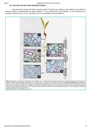 12/02/13 A ABSORÇÃO DA ÁGUA PELAS PLANTAS
www.angelfire.com/ar3/alexcosta0/RelHid/Rhw5.htm 4/7
2.4.3. FACTORES QUE AFECTAM AABSORÇÃO DAÁGUA:
A taxa de absorção da água pelo sistema radicular depende de factores quer endógenos, quer exógenos. Dos endógenos é
importante salientar o desenvolvimento dos pêlos radiculares e o seu potencial hídrico. Dos exógenos, os mais importantes são a
temperatura, a presença de O2 e CO2, a humidade do solo, e as propriedades do perfil da vegetação.
Figura 18: Maturação da endoderme numa plântula de milho (Zea mays L.). Secções transversais foram examinadas ao microscópio óptico após coloração com
Vermelho Sudão III (corante lipofílico). (a) Secção a 4 cm do ápice, onde se pode observar a endoderme primária com Bandas de Caspary (setas brancas); (b)
Secção a 12 cm do ápice. transição entre a endoderme primária (setas) e secundária com lamelas de suberina (coradas a vermelho); (c) Secção a 20 cm do
ápice, o desenvolvimento secundário já se completou e cada célula da endoderme apresenta uma lamela de suberina; (d) Início do desenvolvimento terciário
com paredes secundárias em forma de U sobre a lamela de suberina; (e) Estado avançado do desenvolvimento terciário com uma deposição de material de
parede secundária em U mais desenvolvida.
Retirado de Schreiber et al. (1999), fig. 1, pag. 1269
 