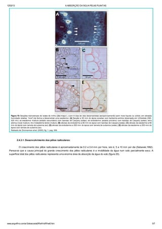 12/02/13 A ABSORÇÃO DA ÁGUA PELAS PLANTAS
www.angelfire.com/ar3/alexcosta0/RelHid/Rhw5.htm 5/7
Figura 19: Secções transversais de raízes de milho (Zea mays L.) com 8 dias de vida desenvolvidas aeropónicamente (sem meio líquido ou sólido, em elevada
humidade relativa, “mist”) de forma a desenvolver uma exoderme. (A) Secção a 50 mm do ápice coradas com berberine-aniline observada em UV/violeta (390-
420 nm): ex exoderme madura (estado secundário) com bandas de Caspary (setas); en endoderme (estado primário) com bandas de Caspary (setas); emx
xilema inicial maduro; lmx metaxilema tardio imaturo; (B) células da endoderme a 80 mm do ápice com bandas de Caspary (setas); (C) células da exoderme a 80
mm do ápice com lamela de suberina (ex); (D) células da endoderme a 200 mm do ápice com lamela de suberina (setas); (E) células da exoderme a 200 mm do
ápice com lamela de suberina (ex).
Retirado de Zimmermen et al. (2000), fig. 1, pag. 306
2.4.3.1. Desenvolvimento dos pêlos radiculares:
O crescimento dos pêlos radiculares é aproximadamente de 0.2 a 0.4 mm por hora, isto é, 5 a 10 mm por dia (Sebanek,1992).
Pensa-se que a causa principal do grande crescimento dos pêlos radiculares é a imobilidade da água num solo parcialmente seco. A
superfície total dos pêlos radiculares representa uma enorme área de absorção da água do solo (figura 20).
 