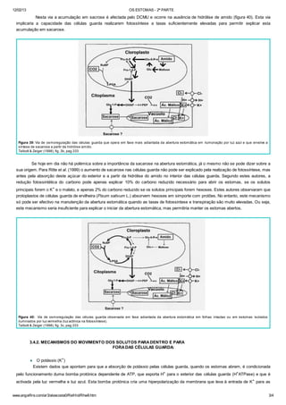 12/02/13 OS ESTOMAS - 2ª PARTE
www.angelfire.com/ar3/alexcosta0/RelHid/Rhw9.htm 3/4
Nesta via a acumulação em sacrose é afectada pelo DCMU e ocorre na ausência de hidrólise de amido (figura 40). Esta via
implicaria a capacidade das células guarda realizarem fotossíntese a taxas suficientemente elevadas para permitir explicar esta
acumulação em sacarose.
Figura 39: Via de osmoregulação das células guarda que opera em fase mais adiantada da abertura estomática em ilumonação por luz azul e que envolve a
síntese de sacarose a partir da hidrólise amido.
Talbott & Zeiger (1998), fig. 3b, pag.333
Se hoje em dia não há polémica sobre a importância da sacarose na abertura estomática, já o mesmo não se pode dizer sobre a
sua origem. Para Ritte et al. (1999) o aumento de sacarose nas células guarda não pode ser explicado pela realização de fotossíntese, mas
antes pela absorção deste açúcar do exterior e a partir da hidrólise do amido no interior das células guarda. Segundo estes autores, a
redução fotossintética do carbono pode apenas explicar 10% do carbono reduzido necessário para abrir os estomas, se os solutos
principais forem o K+ e o malato, e apenas 2% do carbono reduzido se os solutos principais forem hexoses. Estes autores observaram que
protoplastos de células guarda de ervilheira (Pisum sativum L.) absorvem hexoses em simporte com protões. No entanto, este mecanismo
só pode ser efectivo na manutenção da abertura estomática quando as taxas de fotossintese e transpiração são muito elevadas. Ou seja,
este mecanismo seria insuficiente para explicar o iniciar da abertura estomática, mas permitiria manter os estomas abertos.
Figura 40: Via de osmoregulação das células guarda observada em fase adiantada da abertura estomática em folhas intactas ou em estomas isolados
iluminados por luz vermelha (luz actínica na fotossíntese).
Talbott & Zeiger (1998), fig. 3c, pag.333
3.4.2. MECANISMOS DO MOVIMENTO DOS SOLUTOS PARADENTRO E PARA
FORADAS CÉLULAS GUARDA:
¨ O potássio (K+
)
Existem dados que apontam para que a absorção de potássio pelas células guarda, quando os estomas abrem, é condicionada
pelo funcionamento duma bomba protónica dependente de ATP, que exporta H+
para o exterior das células guarda (H+
ATPase) e que é
activada pela luz vermelha e luz azul. Esta bomba protónica cria uma hiperpolarização da membrana que leva à entrada de K+
para as
 