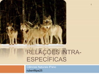 1

RELAÇÕES INTRAESPECÍFICAS
Ciências Naturais 8ºano
rubenfilipe25

 