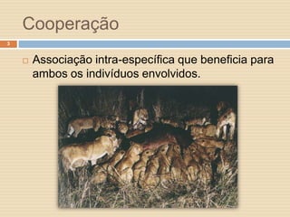 Cooperação
3



Associação intra-específica que beneficia para
ambos os indivíduos envolvidos.

 