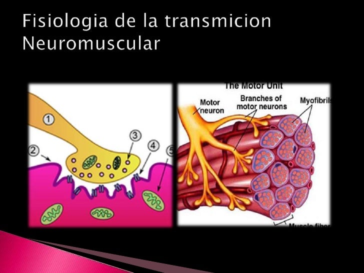 Relajantes musculares