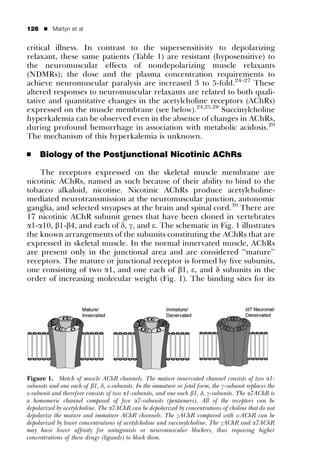 126   ’   Martyn et al


critical illness. In contrast to the supersensitivity to depolarizing
relaxant, these same patients (Table 1) are resistant (hyposensitive) to
the neuromuscular effects of nondepolarizing muscle relaxants
(NDMRs); the dose and the plasma concentration requirements to
achieve neuromuscular paralysis are increased 3 to 5-fold.24–27 These
altered responses to neuromuscular relaxants are related to both quali-
tative and quantitative changes in the acetylcholine receptors (AChRs)
expressed on the muscle membrane (see below).24,25,28 Succinylcholine
hyperkalemia can be observed even in the absence of changes in AChRs,
during profound hemorrhage in association with metabolic acidosis.29
The mechanism of this hyperkalemia is unknown.

’     Biology of the Postjunctional Nicotinic AChRs

    The receptors expressed on the skeletal muscle membrane are
nicotinic AChRs, named as such because of their ability to bind to the
tobacco alkaloid, nicotine. Nicotinic AChRs produce acetylcholine-
mediated neurotransmission at the neuromuscular junction, autonomic
ganglia, and selected snyapses at the brain and spinal cord.30 There are
17 nicotinic AChR subunit genes that have been cloned in vertebrates
a1-a10, b1-b4, and each of d, g, and e. The schematic in Fig. 1 illustrates
the known arrangements of the subunits constituting the AChRs that are
expressed in skeletal muscle. In the normal innervated muscle, AChRs
are present only in the junctional area and are considered ‘‘mature’’
receptors. The mature or junctional receptor is formed by ﬁve subunits,
one consisting of two a1, and one each of b1, e, and d subunits in the
order of increasing molecular weight (Fig. 1). The binding sites for its




Figure 1. Sketch of muscle AChR channels. The mature innervated channel consists of two a1-
subunits and one each of b1, d, e-subunits. In the immature or fetal form, the g-subunit replaces the
e-subunit and therefore consists of two a1-subunits, and one each b1, d, g-subunits. The a7AChR is
a homomeric channel composed of ﬁve a7-subunits (pentamers). All of the receptors can be
depolarized by acetylcholine. The a7AChR can be depolarized by concentrations of choline that do not
depolarize the mature and immature AChR channels. The gAChR compared with e-AChR can be
depolarized by lower concentrations of acetylcholine and succinylcholine. The gAChR and a7AChR
may have lower afﬁnity for antagonists or neuromuscular blockers, thus requiring higher
concentrations of these drugs (ligands) to block them.
 