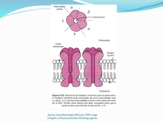 Access Anesthesiology McGraw-Hill Lange 
Chapter 9 Neuromuscular blocking agents. 
 