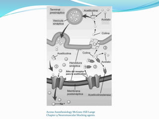 Access Anesthesiology McGraw-Hill Lange 
Chapter 9 Neuromuscular blocking agents. 
 