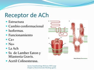 Receptor de ACh 
 Estructura 
 Cambio conformacional 
 Isoformas. 
 Funcionamiento 
 Ca+ 
 Na+ 
 La Ach 
 Sx de Lamber Eaton y 
Miastenia Gravis. 
 Acetil Colinesterasa. 
Access Anesthesiology McGraw-Hill Lange 
Chapter 9 Neuromuscular blocking agents. 
 
