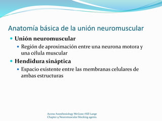 Anatomía básica de la unión neuromuscular 
 Unión neuromuscular 
 Región de aproximación entre una neurona motora y 
una célula muscular 
 Hendidura sináptica 
 Espacio existente entre las membranas celulares de 
ambas estructuras 
Access Anesthesiology McGraw-Hill Lange 
Chapter 9 Neuromuscular blocking agents. 
 