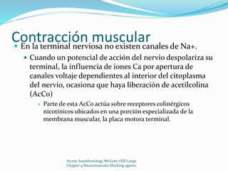 Contracción muscular  En la terminal nerviosa no existen canales de Na+. 
 Cuando un potencial de acción del nervio despolariza su 
terminal, la influencia de iones Ca por apertura de 
canales voltaje dependientes al interior del citoplasma 
del nervio, ocasiona que haya liberación de acetilcolina 
(AcCo) 
 Parte de esta AcCo actúa sobre receptores colinérgicos 
nicotínicos ubicados en una porción especializada de la 
membrana muscular, la placa motora terminal. 
Access Anesthesiology McGraw-Hill Lange 
Chapter 9 Neuromuscular blocking agents. 
 