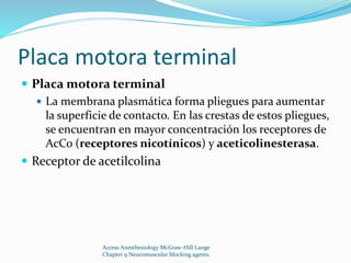 Placa motora terminal 
 Placa motora terminal 
 La membrana plasmática forma pliegues para aumentar 
la superficie de contacto. En las crestas de estos pliegues, 
se encuentran en mayor concentración los receptores de 
AcCo (receptores nicotínicos) y aceticolinesterasa. 
 Receptor de acetilcolina 
Access Anesthesiology McGraw-Hill Lange 
Chapter 9 Neuromuscular blocking agents. 
 