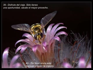 39.- Disfruta del viaje. Sólo tienesuna oportunidad, sácale el mayor provecho.40.- Por favor envía este mensaje a quien te importa.