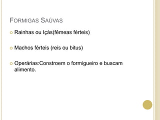 FORMIGAS SAÚVAS
 Rainhas ou Içás(fêmeas férteis)
 Machos férteis (reis ou bitus)
 Operárias:Constroem o formigueiro e buscam
alimento.
 