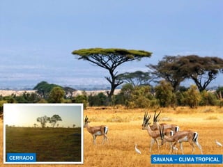 CERRADO SAVANA – CLIMA TROPICAL 
 