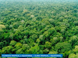 FLORESTA TROPICAL e EQUATORIAL – CLIMA TROPICAL / EQUATORIAL 
 