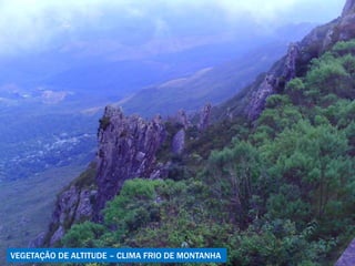 VEGETAÇÃO DE ALTITUDE – CLIMA FRIO DE MONTANHA 
