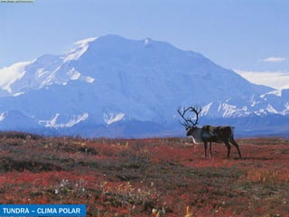 TUNDRA – CLIMA POLAR 
 