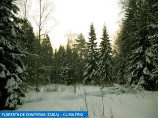 FLORESTA DE CONÍFERAS (TAIGA) – CLIMA FRIO 
 