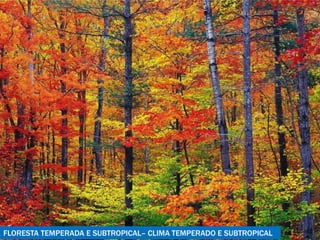FLORESTA TEMPERADA E SUBTROPICAL– CLIMA TEMPERADO E SUBTROPICAL 
 