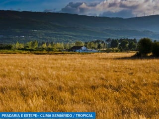 PRADARIA E ESTEPE– CLIMA SEMIÁRIDO / TROPICAL 
 