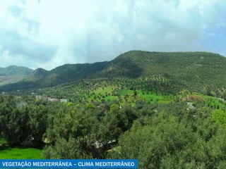 VEGETAÇÃO MEDITERRÂNEA – CLIMA MEDITERRÂNEO 
 