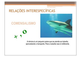 Prof.ª Gabriela Salgado




RELAÇÕES INTERESPECÍFICAS


 COMENSALISMO



          A rémora é um pequeno peixe que se prende ao tubarão,
         aproveitando o transporte. Para o tubarão isso é indiferente.
 