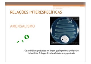 Prof.ª Gabriela Salgado




RELAÇÕES INTERESPECÍFICAS


AMENSALISMO




       Os antibióticos produzidos por fungos que impedem a proliferação
           de bactérias. O fungo não é beneficiado nem prejudicado.
 
