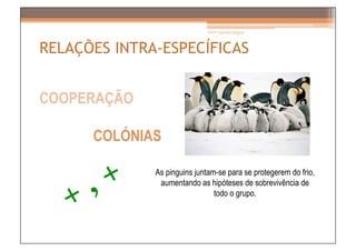 Prof.ª Gabriela Salgado




RELAÇÕES INTRA-ESPECÍFICAS


COOPERAÇÃO

      COLÓNIAS

              As pinguins juntam-se para se protegerem do frio,
               aumentando as hipóteses de sobrevivência de
                                todo o grupo.
 
