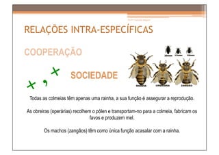 Prof.ª Gabriela Salgado




RELAÇÕES INTRA-ESPECÍFICAS

COOPERAÇÃO

                     SOCIEDADE

 Todas as colmeias têm apenas uma rainha, a sua função é assegurar a reprodução.

As obreiras (operárias) recolhem o pólen e transportam-no para a colmeia, fabricam os
                                favos e produzem mel.

        Os machos (zangãos) têm como única função acasalar com a rainha.
 