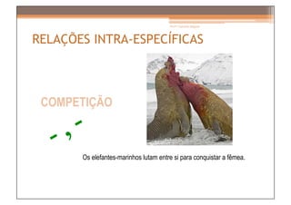 Prof.ª Gabriela Salgado




RELAÇÕES INTRA-ESPECÍFICAS



 COMPETIÇÃO



       Os elefantes-marinhos lutam entre si para conquistar a fêmea.
 
