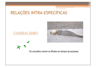 Prof.ª Gabriela Salgado




RELAÇÕES INTRA-ESPECÍFICAS



 CANIBALISMO



        Os crocodilos comem os filhotes em tempos de escassez.
 