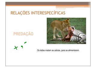 Prof.ª Gabriela Salgado




RELAÇÕES INTERESPECÍFICAS



 PREDAÇÃO


            Os leões matam as zebras, para se alimentarem.
 