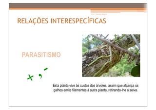 Prof.ª Gabriela Salgado




RELAÇÕES INTERESPECÍFICAS



 PARASITISMO



          Esta planta vive às custas das árvores, assim que alcança os
          galhos emite filamentos à outra planta, retirando-lhe a seiva.
 
