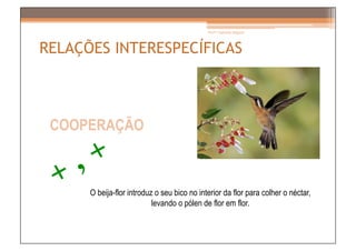 Prof.ª Gabriela Salgado




RELAÇÕES INTERESPECÍFICAS



 COOPERAÇÃO



      O beija-flor introduz o seu bico no interior da flor para colher o néctar,
                           levando o pólen de flor em flor.
 