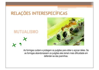 Prof.ª Gabriela Salgado




RELAÇÕES INTERESPECÍFICAS



 MUTUALISMO



     As formigas cuidam e protegem os pulgões para obter o açúcar deles. Se
      as formigas abandonassem os pulgões eles teriam mais dificuldade em
                           defender-se das joaninhas.
 