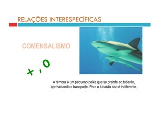 RELAÇÕES INTERESPECÍFICAS


 COMENSALISMO



          A rémora é um pequeno peixe que se prende ao tubarão,
         aproveitando o transporte. Para o tubarão isso é indiferente.
 