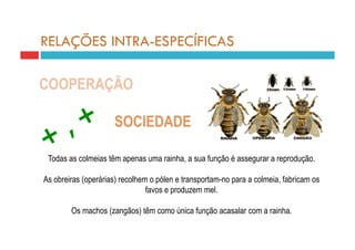 RELAÇÕES INTRA-ESPECÍFICAS

COOPERAÇÃO

                     SOCIEDADE

 Todas as colmeias têm apenas uma rainha, a sua função é assegurar a reprodução.

As obreiras (operárias) recolhem o pólen e transportam-no para a colmeia, fabricam os
                                favos e produzem mel.

        Os machos (zangãos) têm como única função acasalar com a rainha.
 