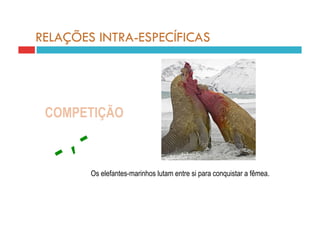 RELAÇÕES INTRA-ESPECÍFICAS




 COMPETIÇÃO



        Os elefantes-marinhos lutam entre si para conquistar a fêmea.
 