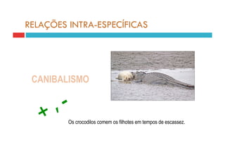 RELAÇÕES INTRA-ESPECÍFICAS




 CANIBALISMO



         Os crocodilos comem os filhotes em tempos de escassez.
 
