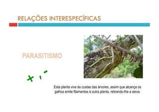 RELAÇÕES INTERESPECÍFICAS




 PARASITISMO



          Esta planta vive às custas das árvores, assim que alcança os
          galhos emite filamentos à outra planta, retirando-lhe a seiva.
 