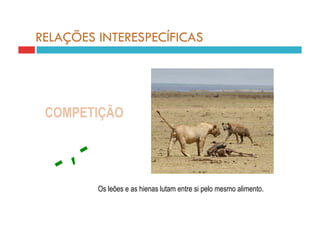 RELAÇÕES INTERESPECÍFICAS




 COMPETIÇÃO




         Os leões e as hienas lutam entre si pelo mesmo alimento.
 