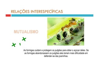 RELAÇÕES INTERESPECÍFICAS



 MUTUALISMO



      As formigas cuidam e protegem os pulgões para obter o açúcar deles. Se
       as formigas abandonassem os pulgões eles teriam mais dificuldade em
                            defender-se das joaninhas.
 
