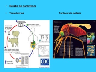 Relatie de parazitism Tenia bovina  Tantarul de malarie 