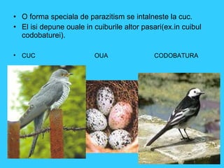 O forma speciala de parazitism se intalneste la cuc. El isi depune ouale in cuiburile altor pasari(ex.in cuibul codobaturei). CUC  OUA  CODOBATURA 