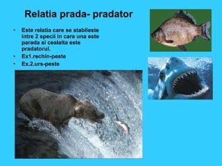 Relatia prada- pradator Este relatia care se stabileste intre 2 specii in care una este parada si cealalta este pradatorul. Ex1.rechin-peste Ex.2.urs-peste 