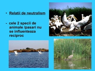 Relatii de neutralism -  cele 2 specii de animale /pasari nu se influenteaza reciproc 