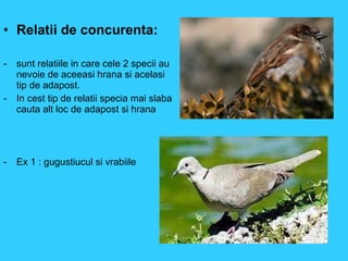 Relatii de concurenta: sunt relatiile in care cele 2 specii au nevoie de aceeasi hrana si acelasi tip de adapost. In cest tip de relatii specia mai slaba cauta alt loc de adapost si hrana Ex 1 : gugustiucul si vrabiile 